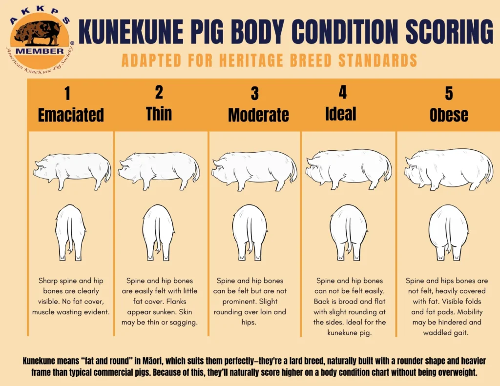 AKKPS KUNEKUNE BODY CONDITION SCORE American KuneKune Pig Society