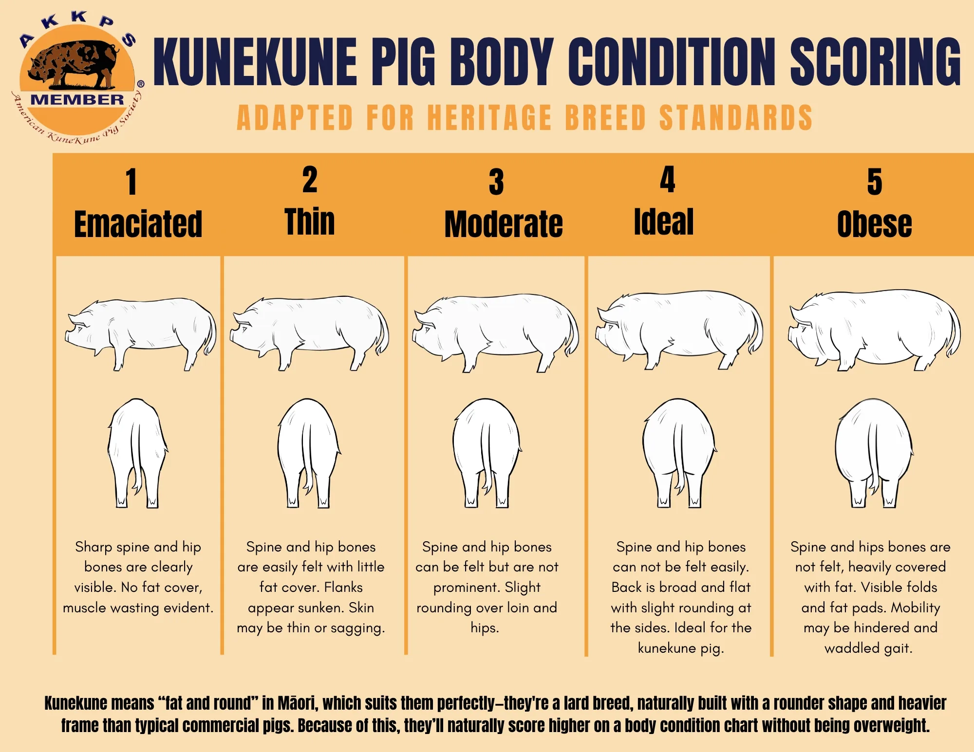 Printable Body Condition Score Chart Swine