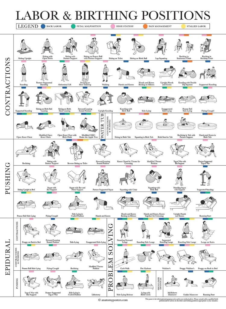 Amazon Palace Learning Labor Positions Poster Birthing Positions Chart Childbirth Education For Doula Midwife Or Birthworker 18 X 24 Laminated Office Products