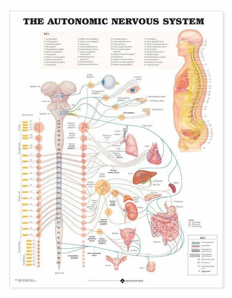 Anatomical Chart Company The Autonomic Nervous System Laminated Anatomical Chart Anatomy Warehouse