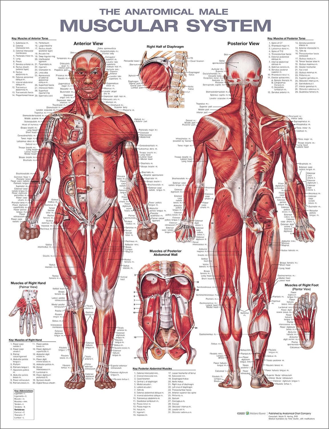 Anatomy Charts Printable