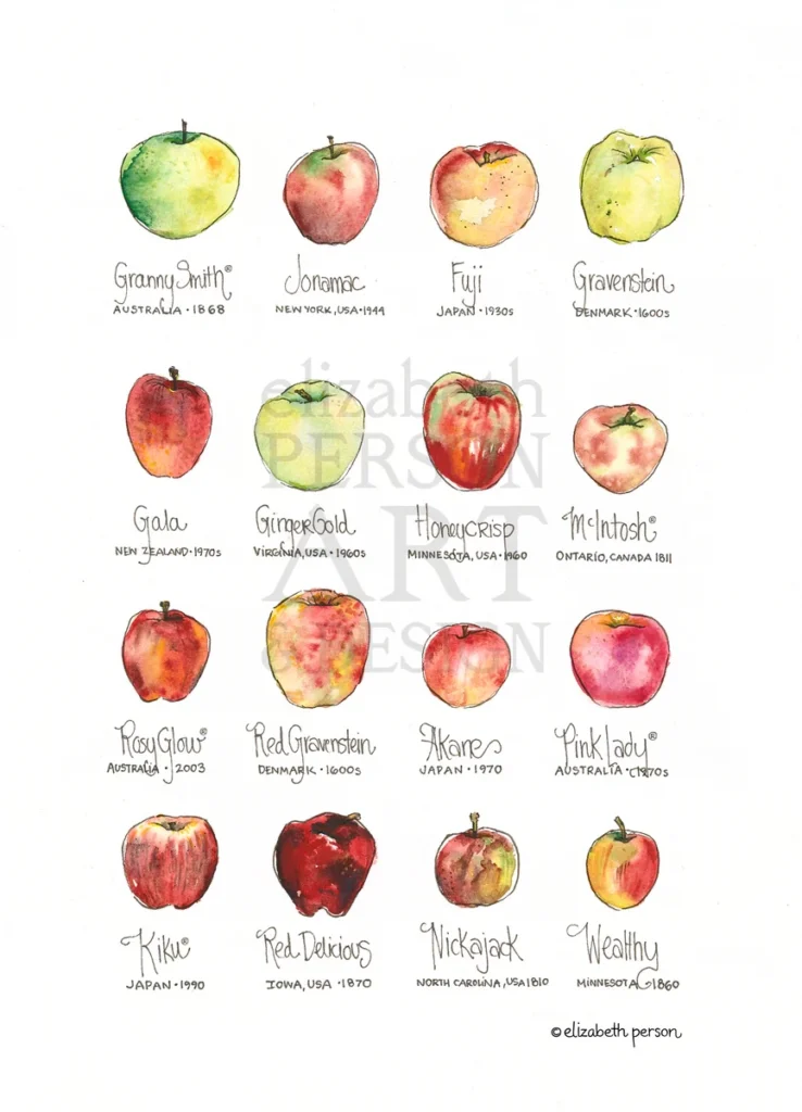 Apple Chart Art Print Elizabeth Person Art