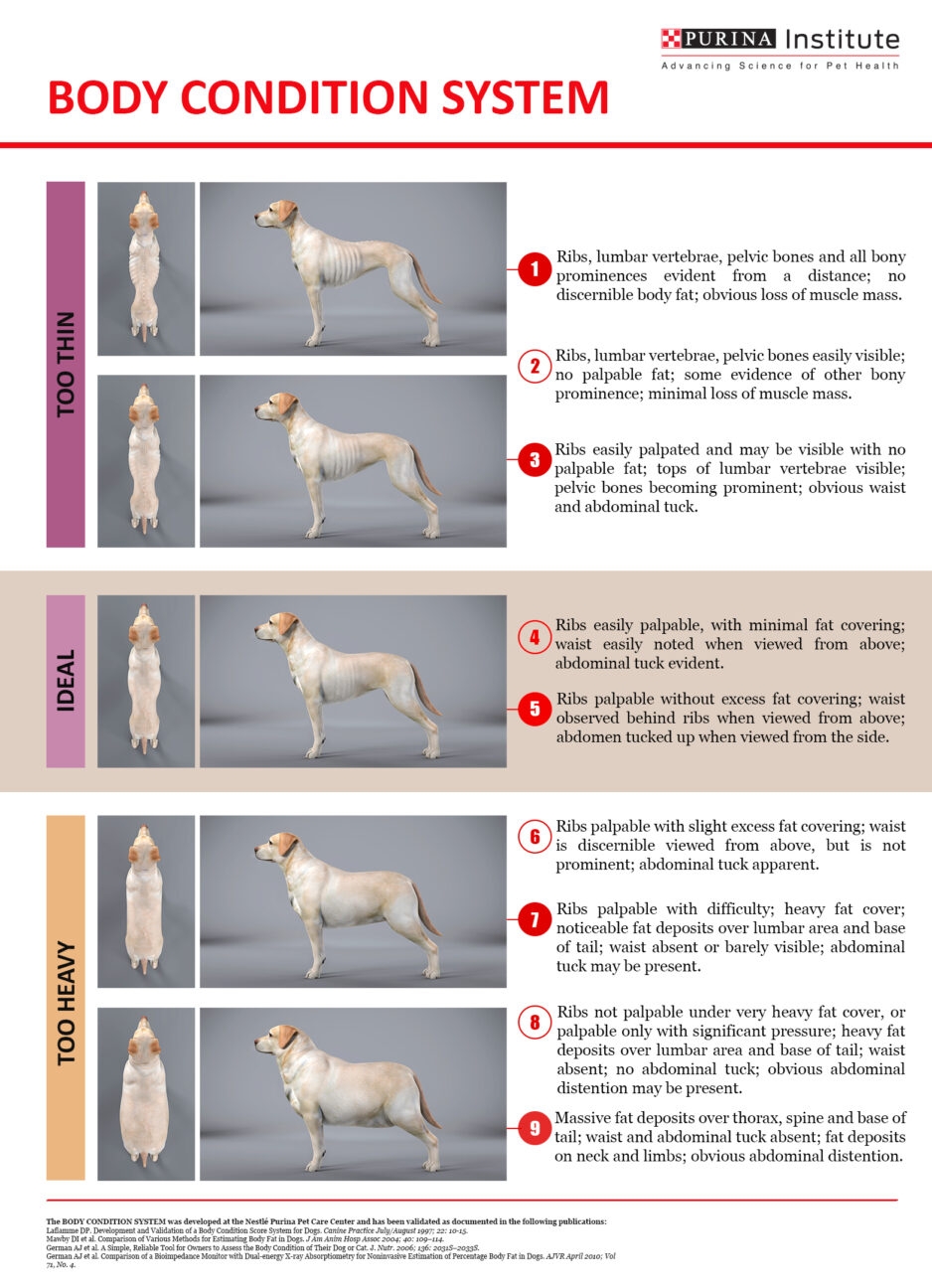Printable Dog Body Condition Score Chart