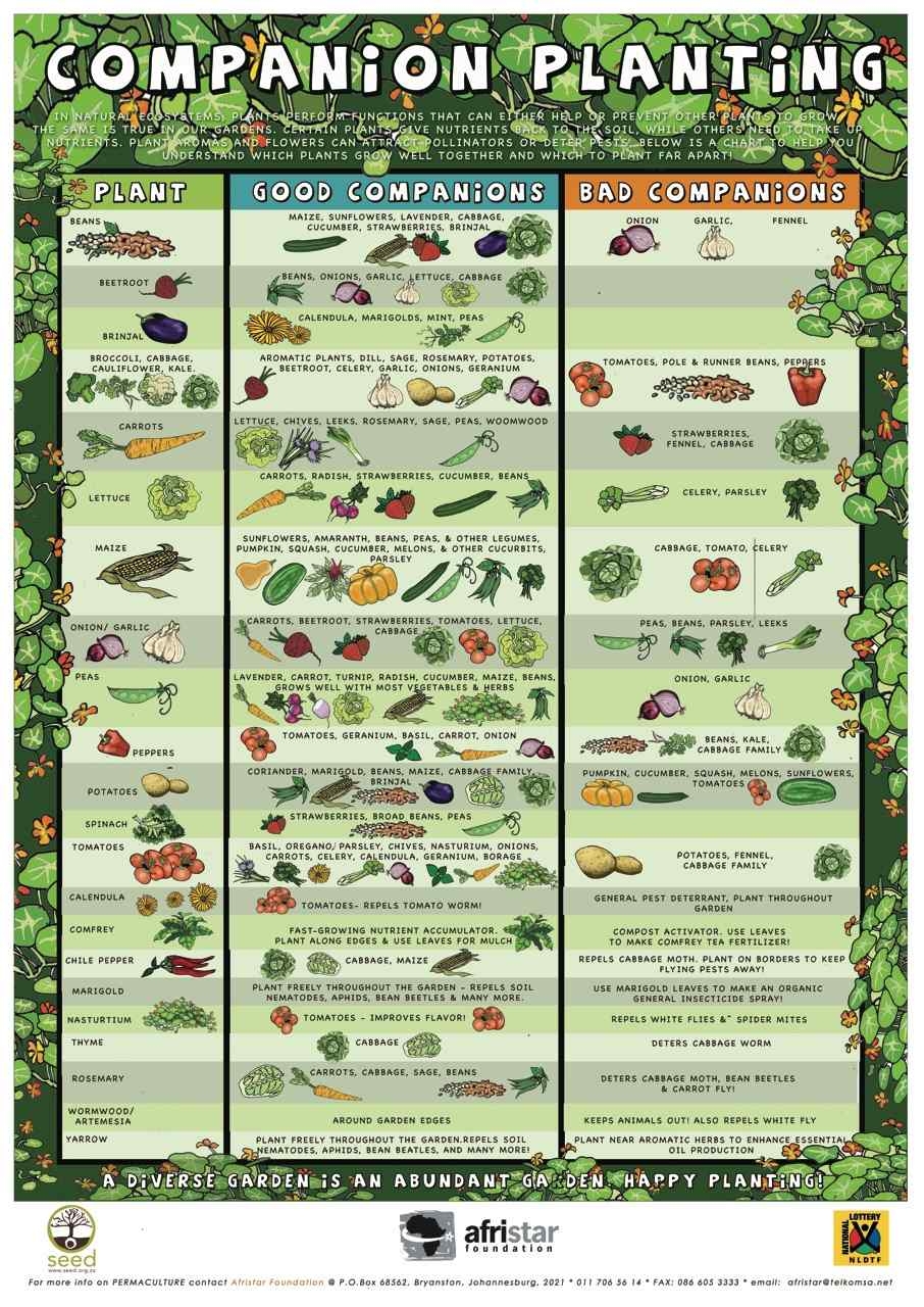 Companion Planting Chart Printable Companion Planting Chart Printable