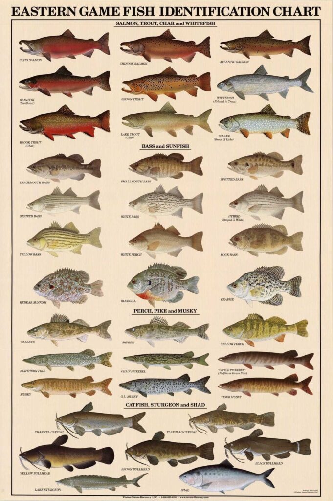 Eastern Gamefish Species Identification Poster And Chart Detailed Fish Identification Guide For Anglers Charting Nature