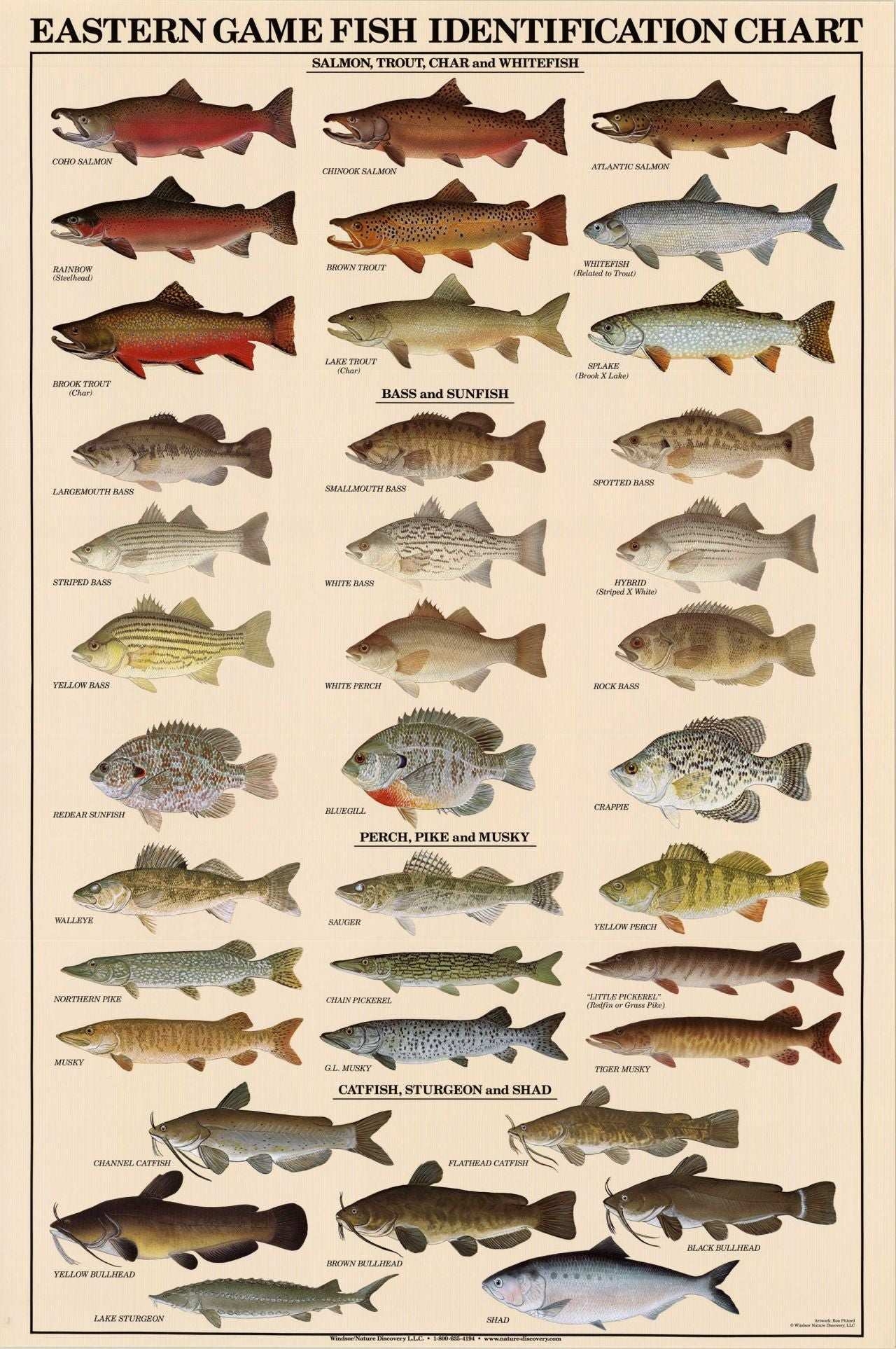 Printable Freshwater Fish Identification Charts