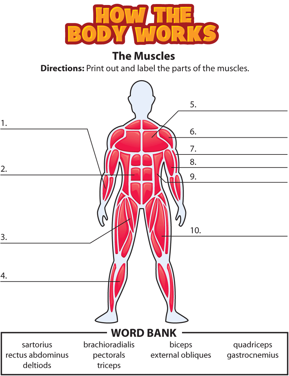 Printable Muscle Chart Or Children Printable Muscle Chart Or Children