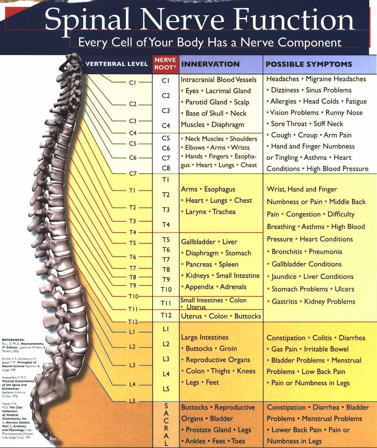 Printable Color Chiropractic Spine Nerve Chart
