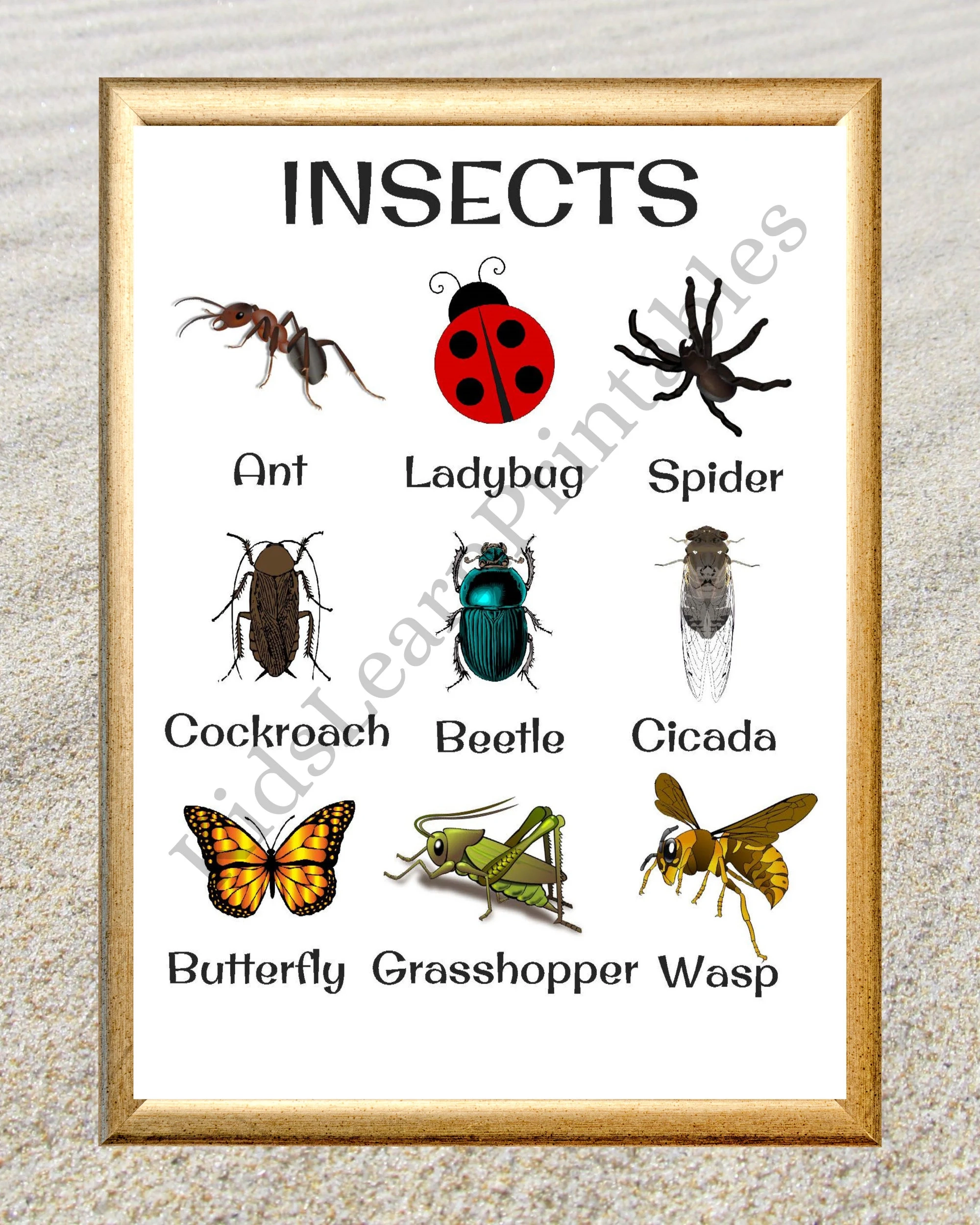Printable Insects Chart Printable Insects Chart