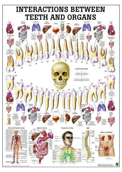 Rudiger Anatomie Correlation Between Teeth And Organs Laminated Anatomy Chart Anatomy Warehouse