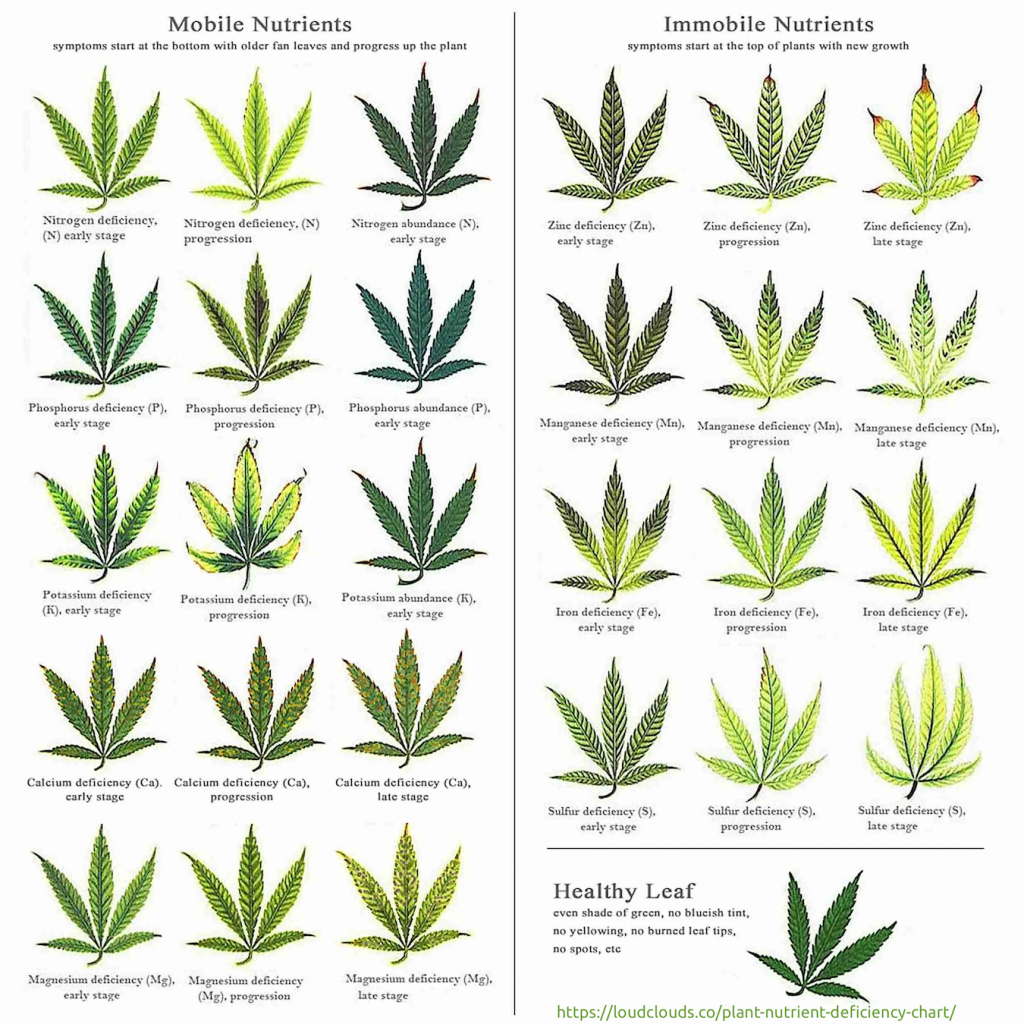The Week Ahead June 6 2022 Cannabis Observer