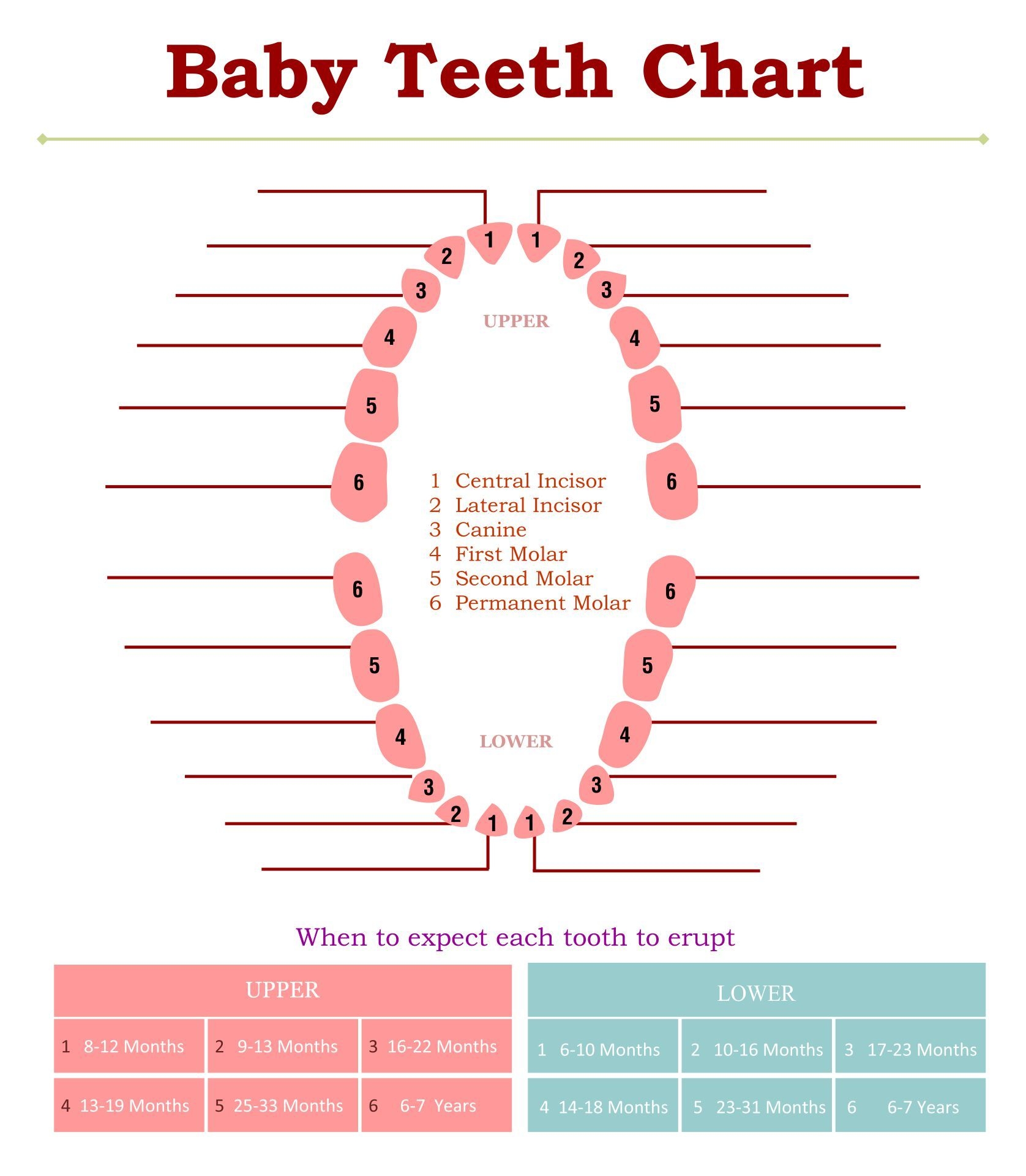 Primary Tooth Chart Printable