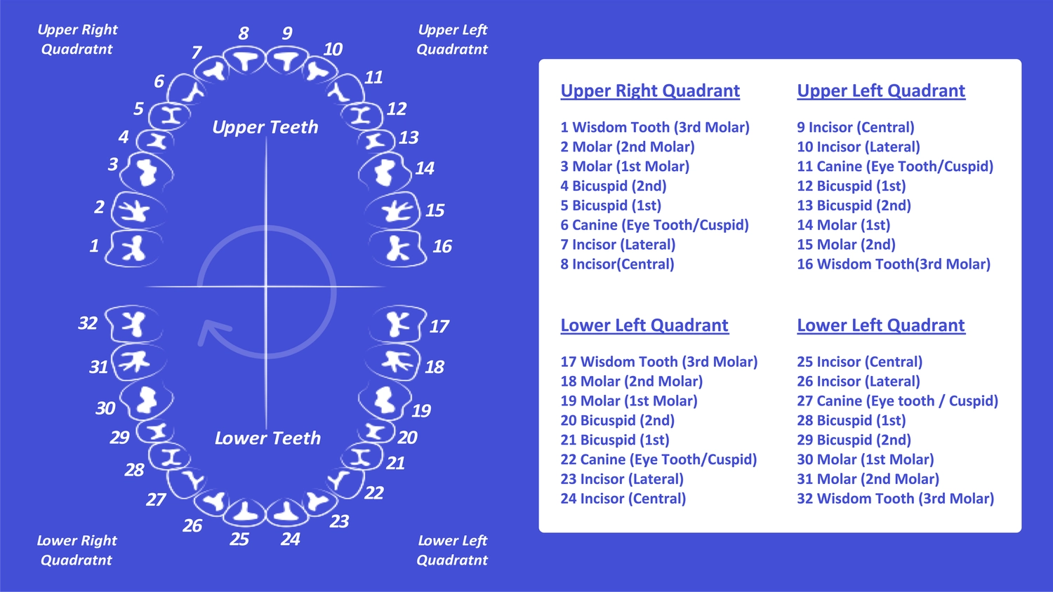 Printable Free Printable Tooth Number Chart